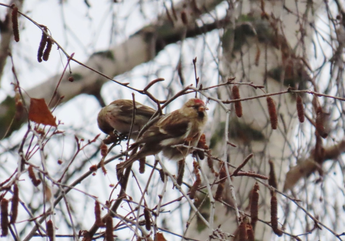 Pardillo Sizerín (alpino) - ML647400574