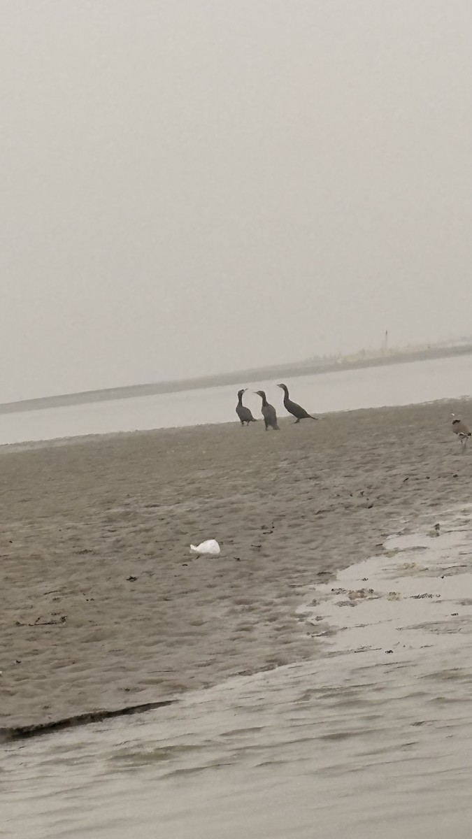 Great Cormorant - ML647400575