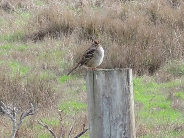 strnadec bělopásý - ML647400576