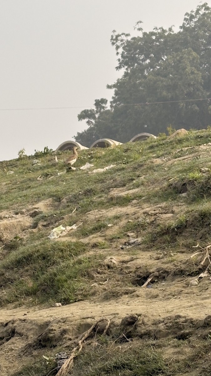 Indian Pond-Heron - ML647400585