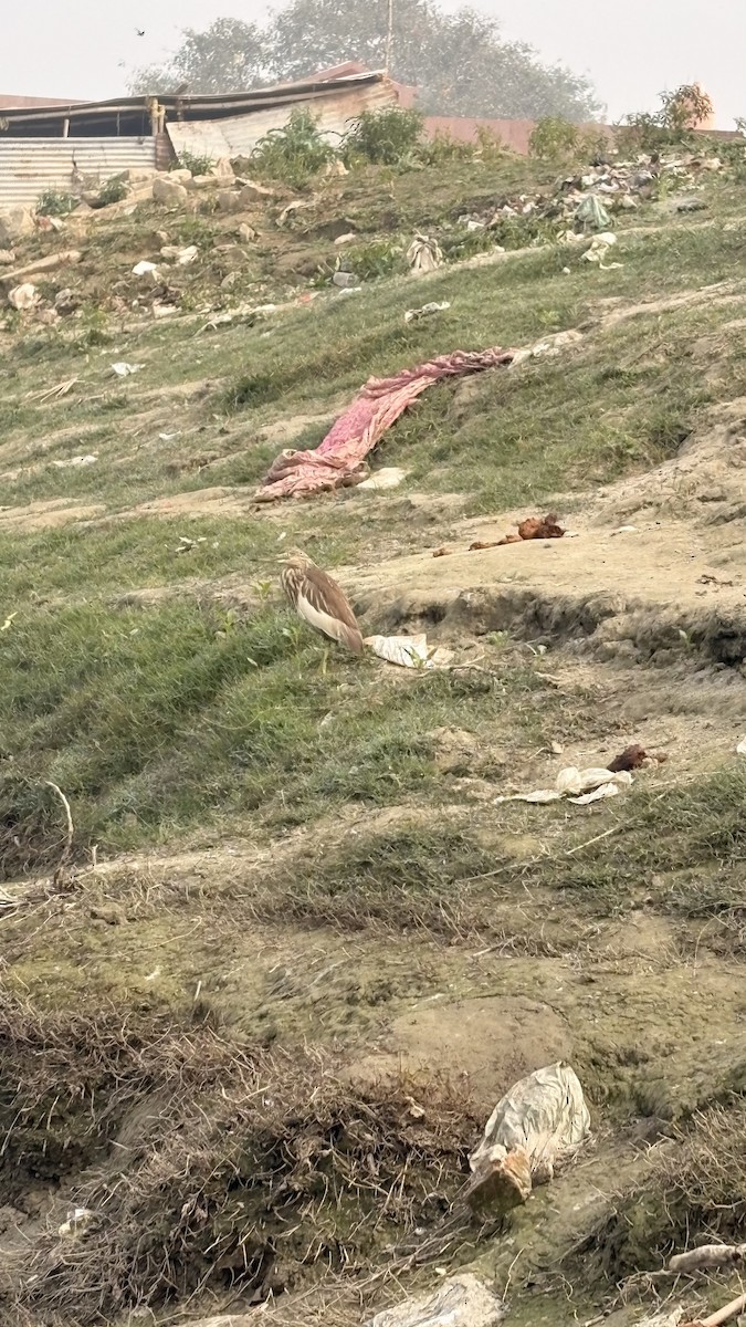 Indian Pond-Heron - ML647400586