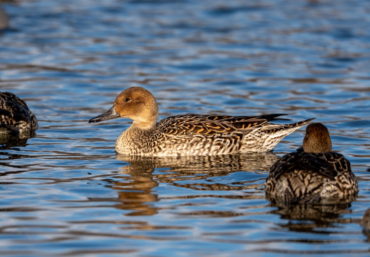 尖尾鴨 - ML647400587