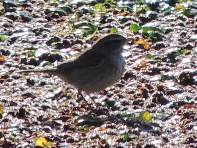 lesňáček bažinný - ML647400589