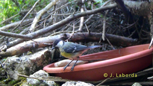 Great Tit - ML647400602