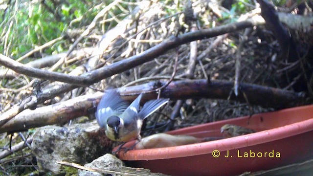Great Tit - ML647400603