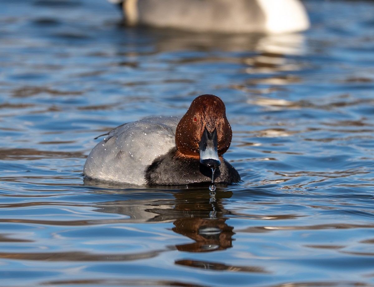 紅頭潛鴨 - ML647400608