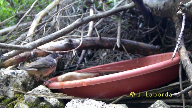 Western Orphean Warbler - ML647400610