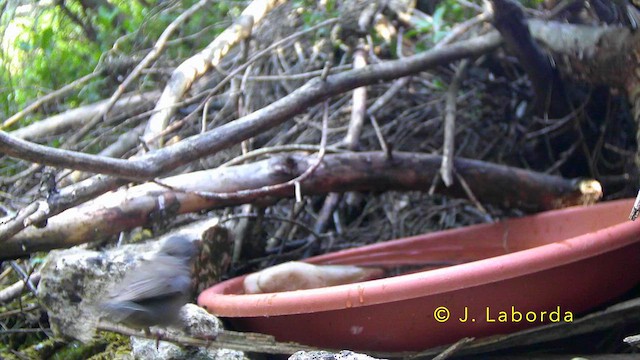 Sardinian Warbler - ML647400611