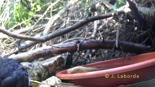 Eurasian Blackbird - ML647400612