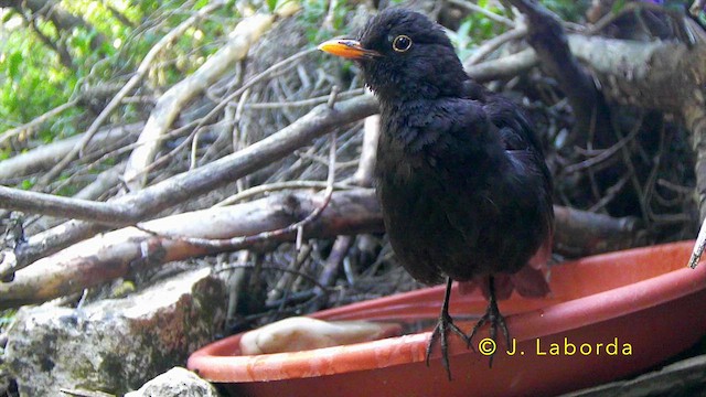 Eurasian Blackbird - ML647400613