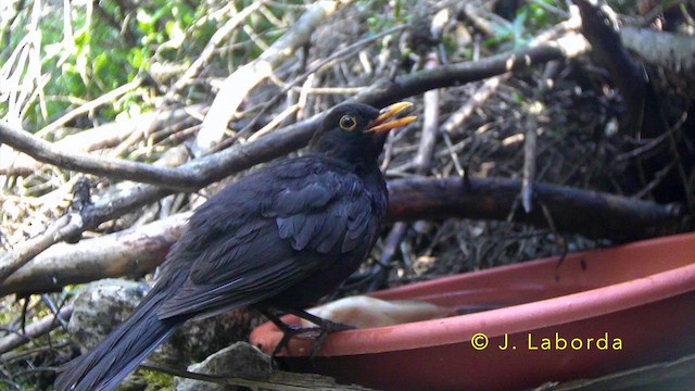 Eurasian Blackbird - ML647400614