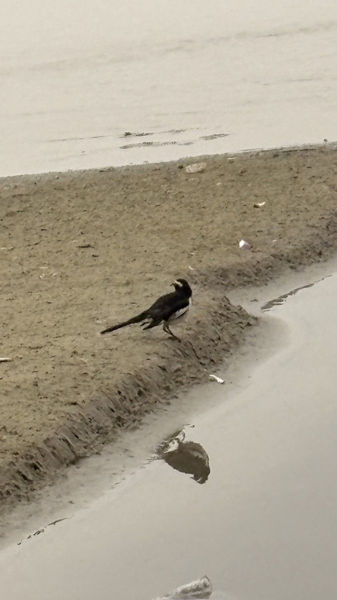 Lavandera India - ML647400615