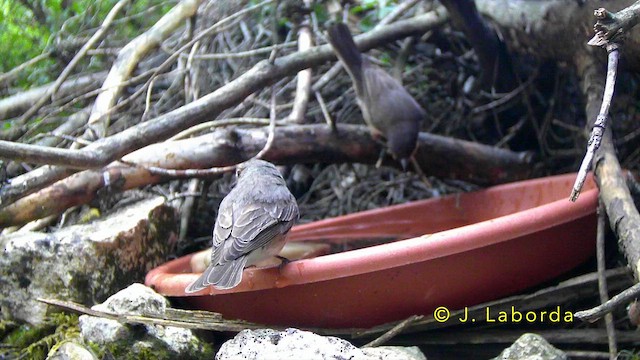Spotted Flycatcher - ML647400617