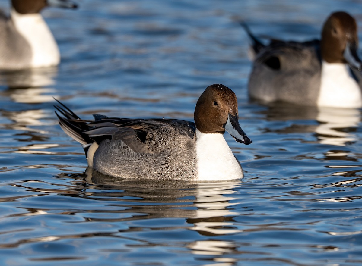 尖尾鴨 - ML647400618