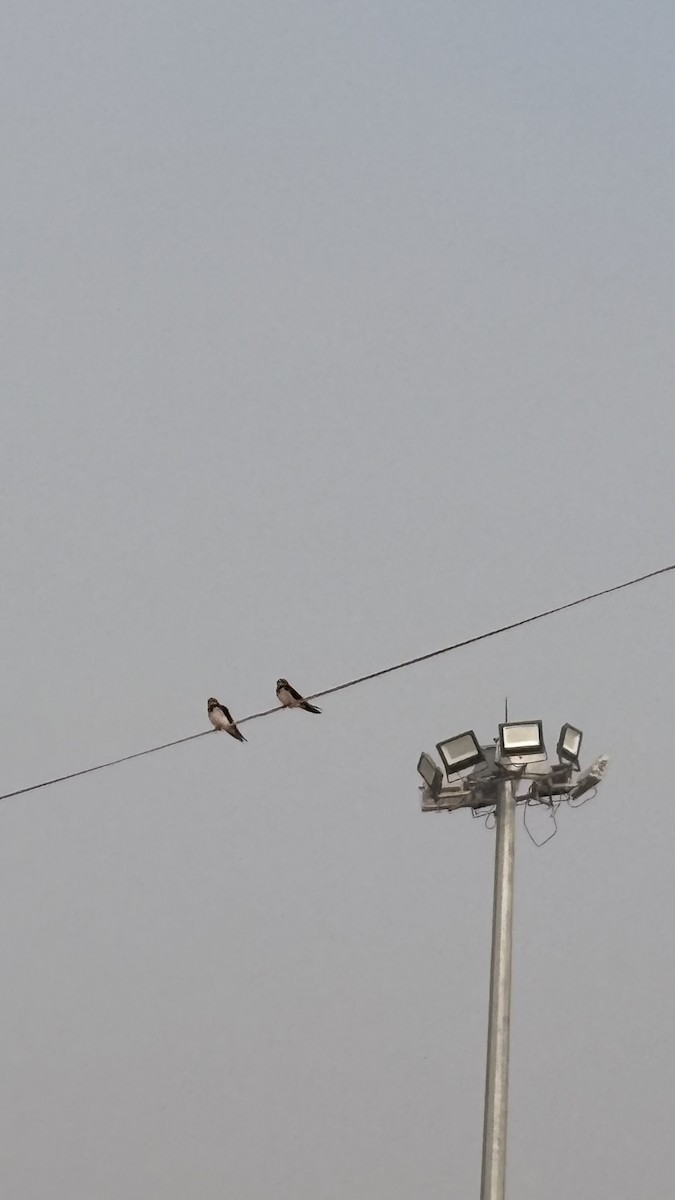 Barn Swallow - ML647400619