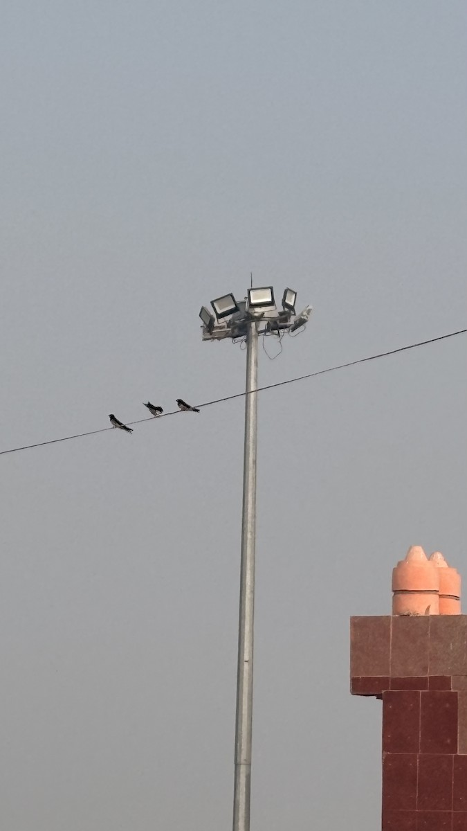 Barn Swallow - ML647400620