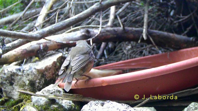 European Robin - ML647400622