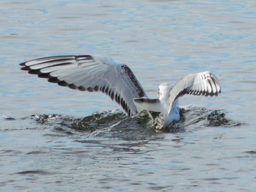 racek Bonapartův - ML647400623