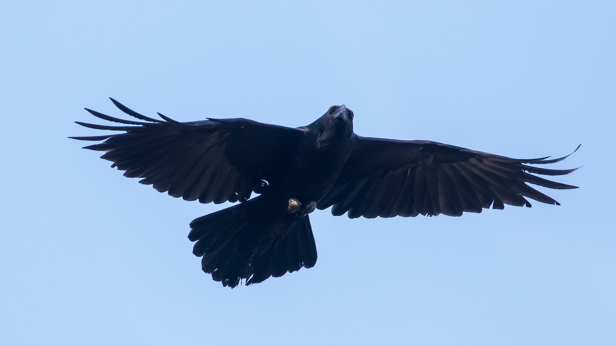 Common Raven - ML647400624