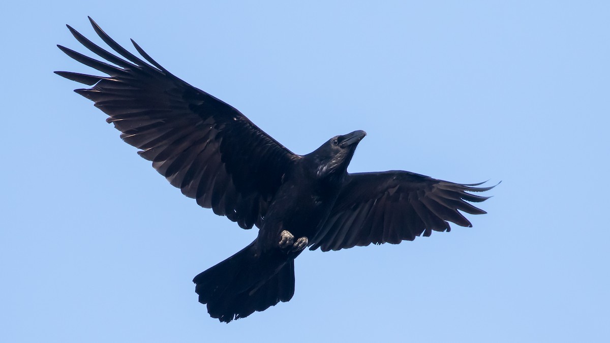 Common Raven - ML647400625