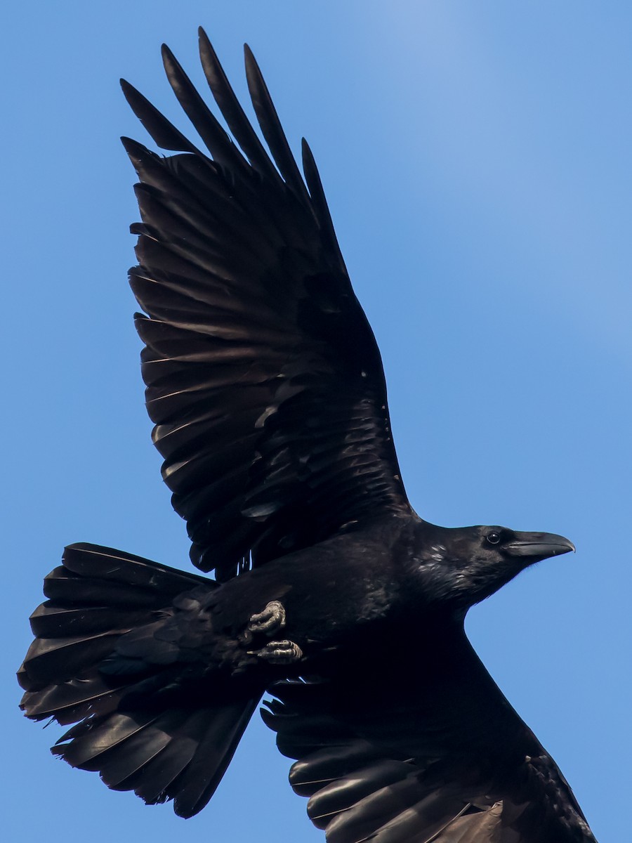 Common Raven - ML647400626