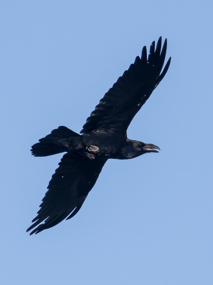 Common Raven - ML647400627