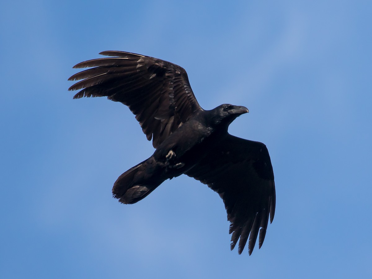 Common Raven - ML647400628