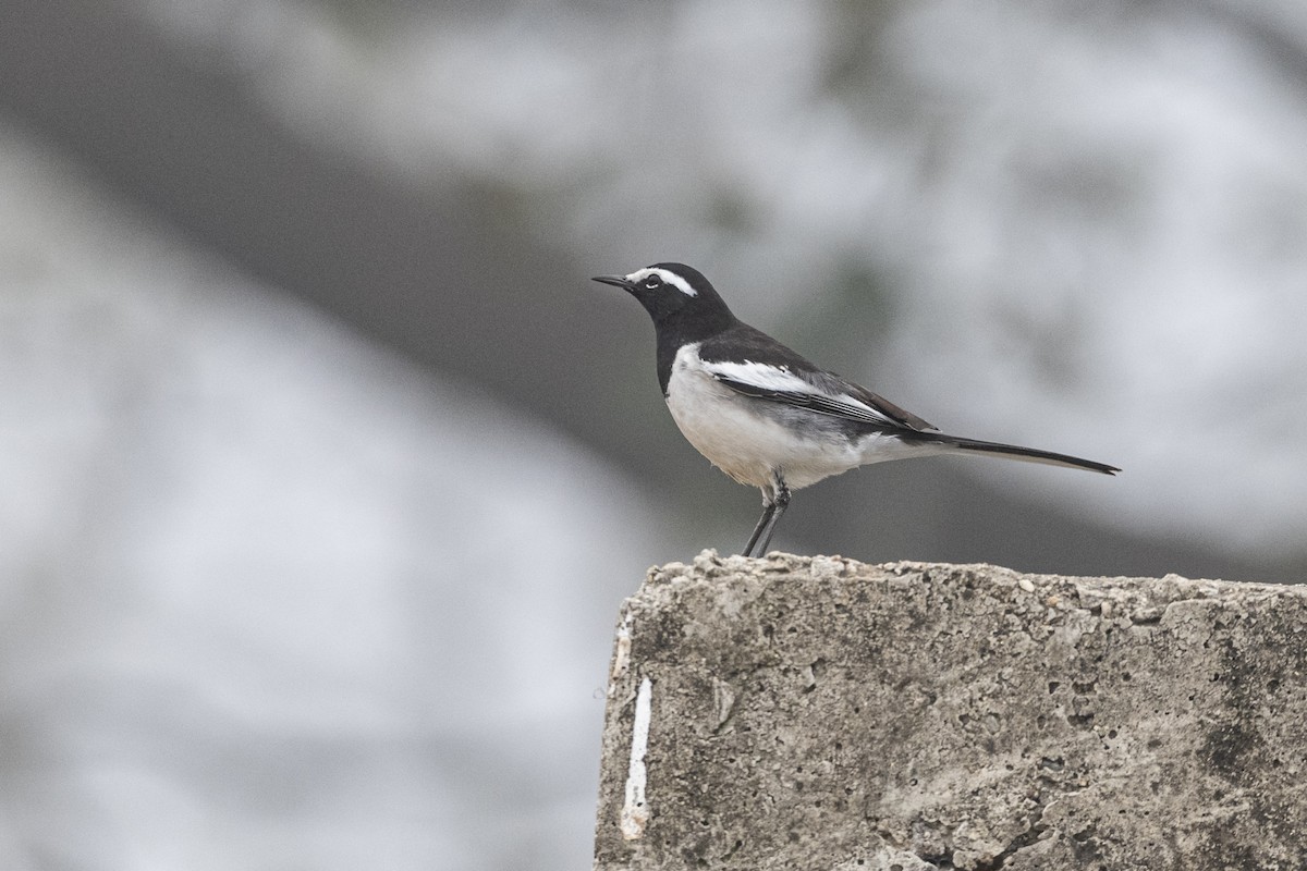 Lavandera India - ML647400635