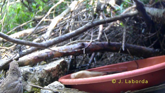 Common Nightingale - ML647400642