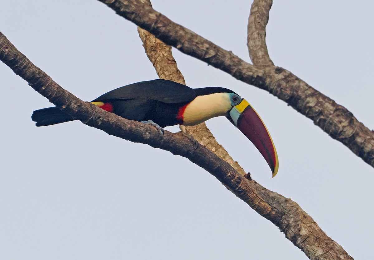 White-throated Toucan - ML647400643