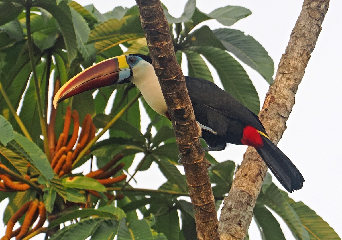 White-throated Toucan - ML647400644