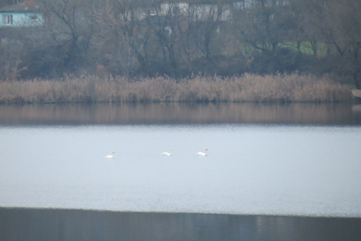 Mute Swan - ML647400645