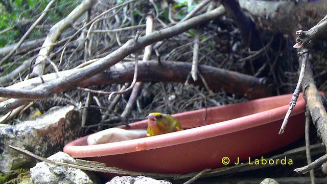 European Greenfinch - ML647400646