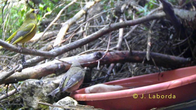 European Greenfinch - ML647400647