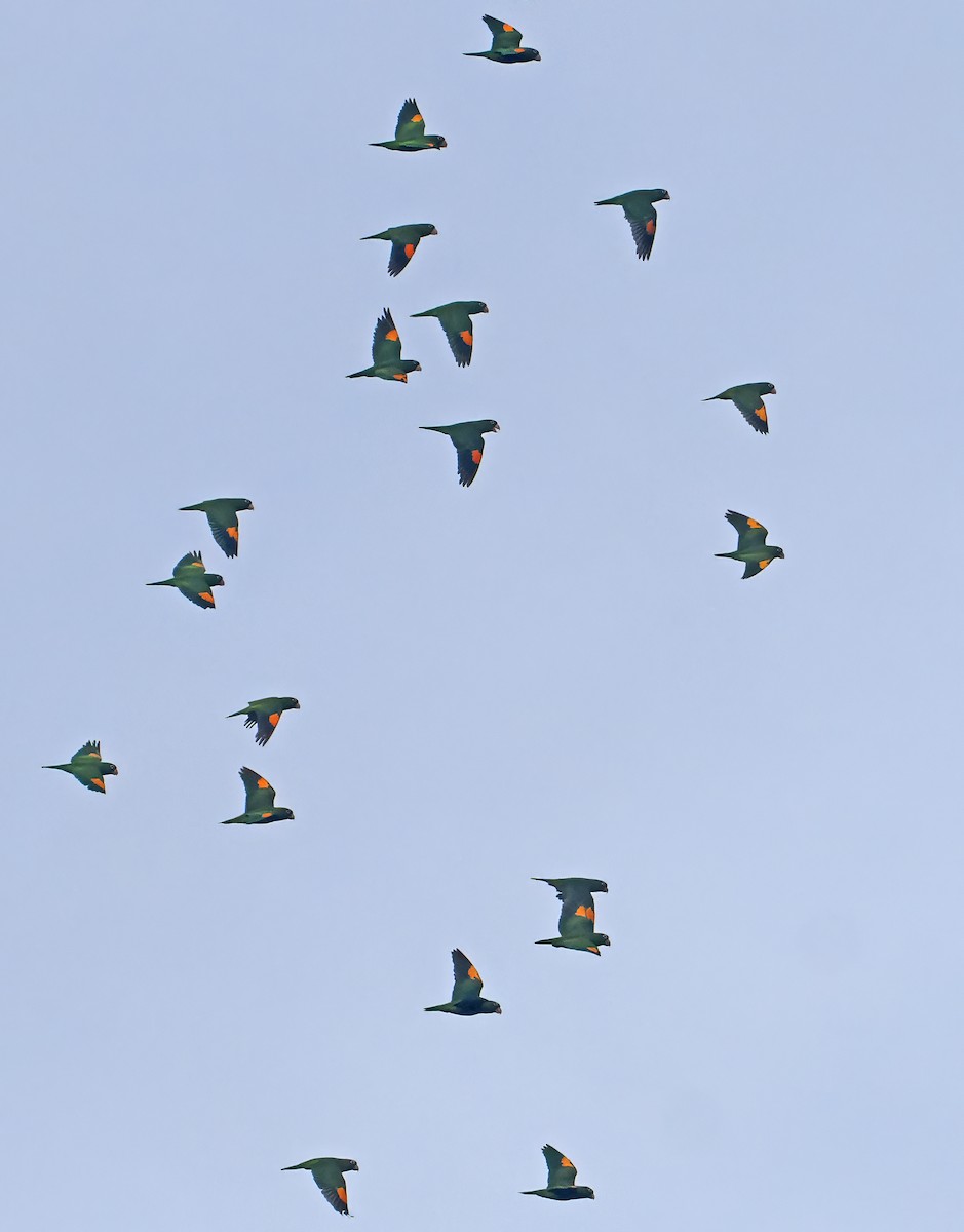 Golden-winged Parakeet - ML647400648