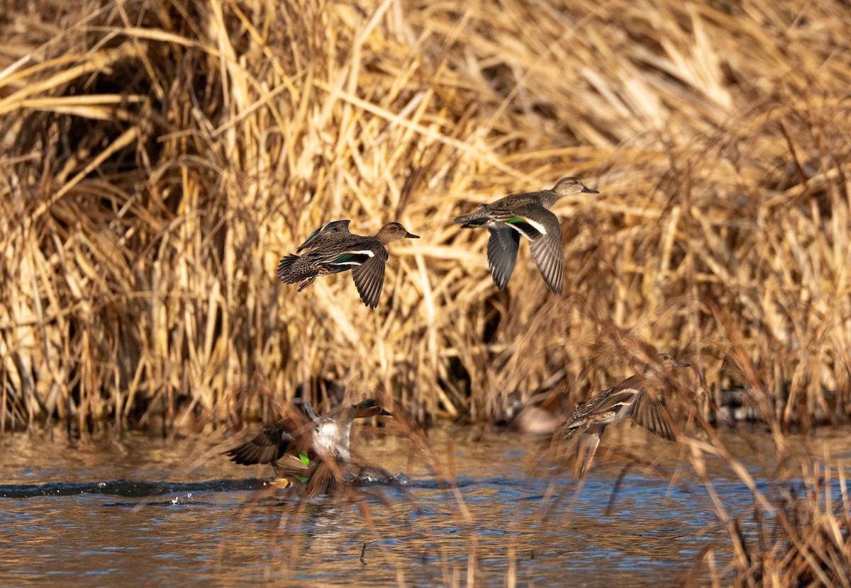 Green-winged Teal - ML647400652