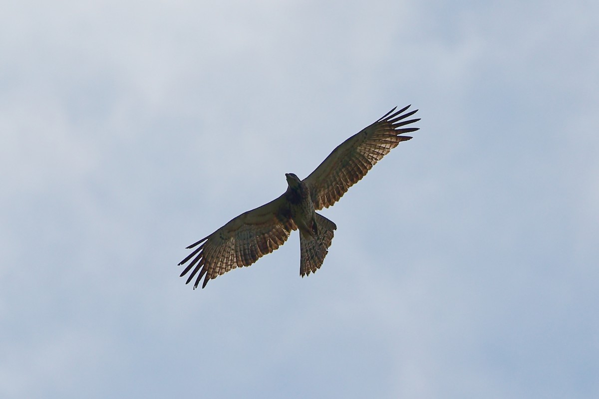 Oriental Honey-buzzard - ML647400657