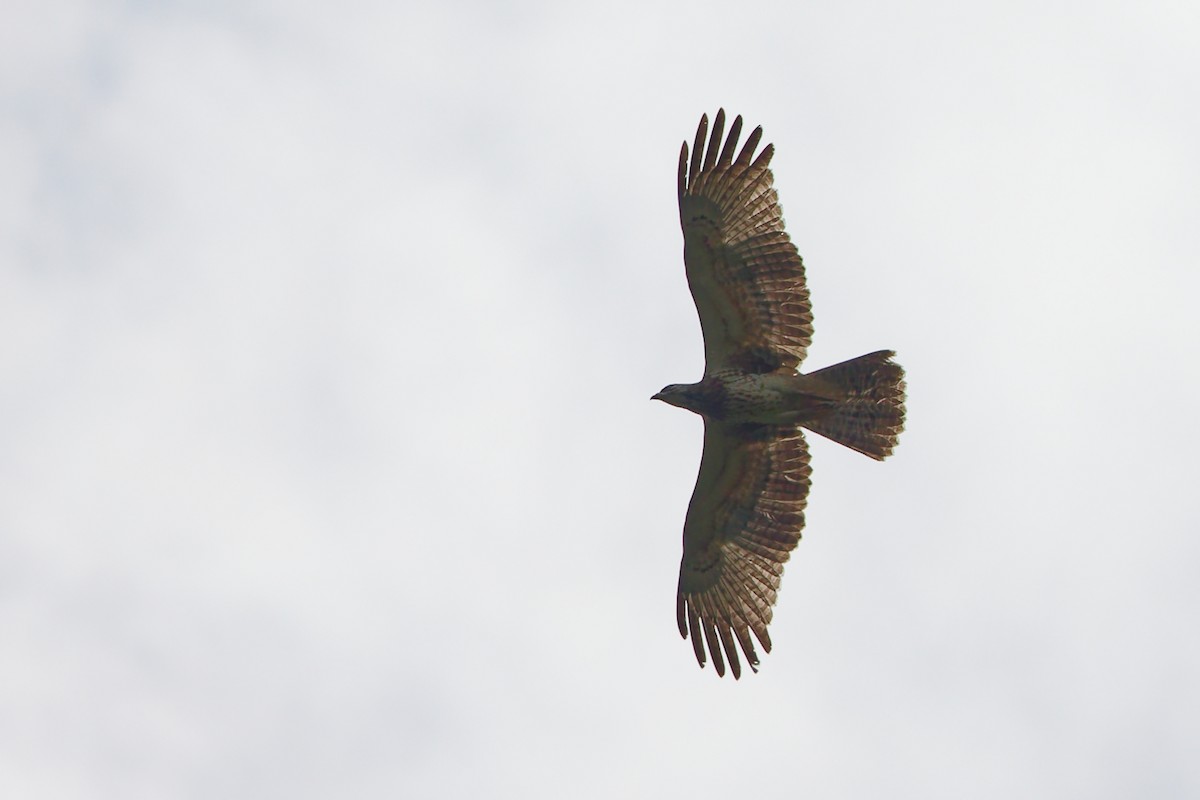 Oriental Honey-buzzard - ML647400658