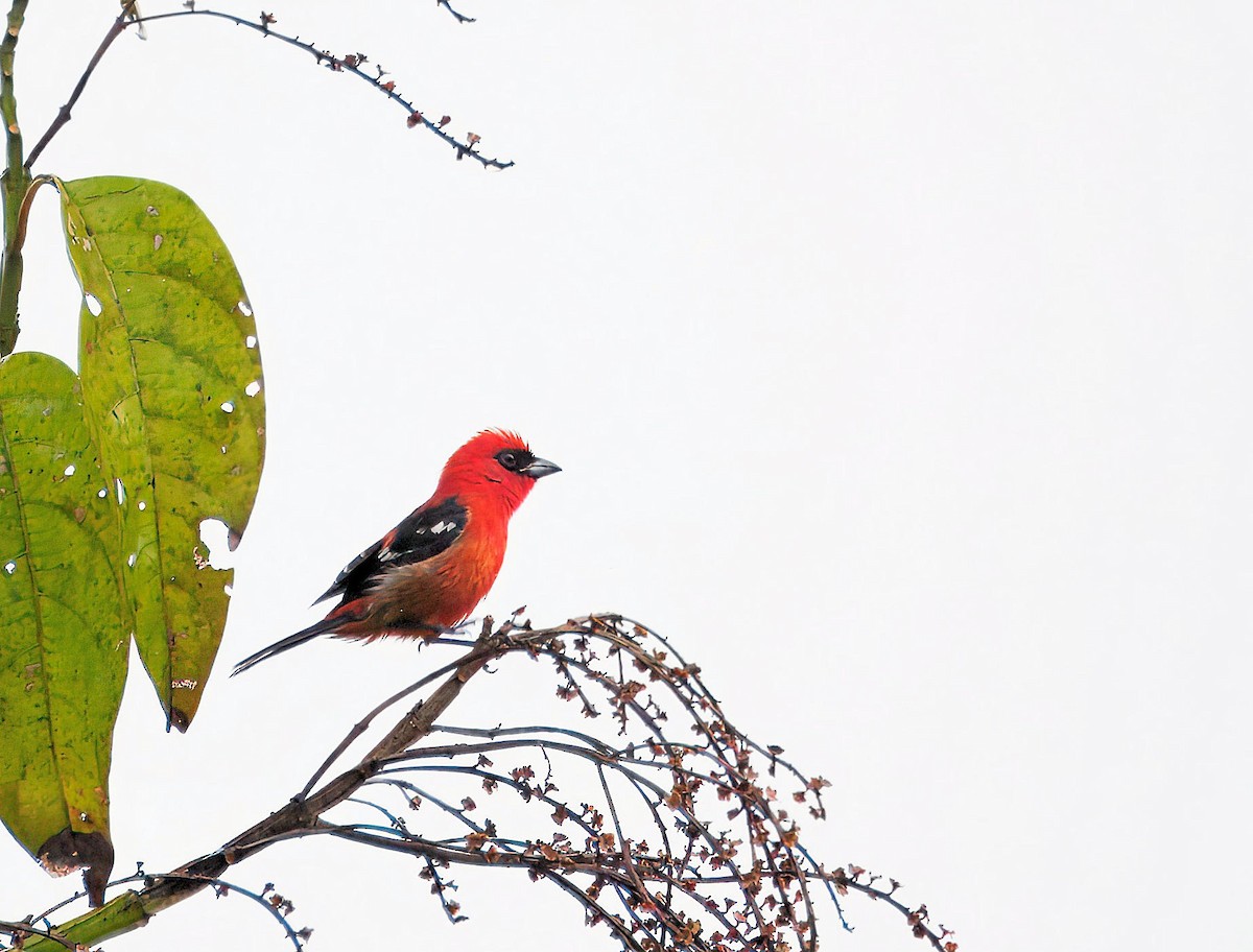 White-winged Tanager - ML647400659