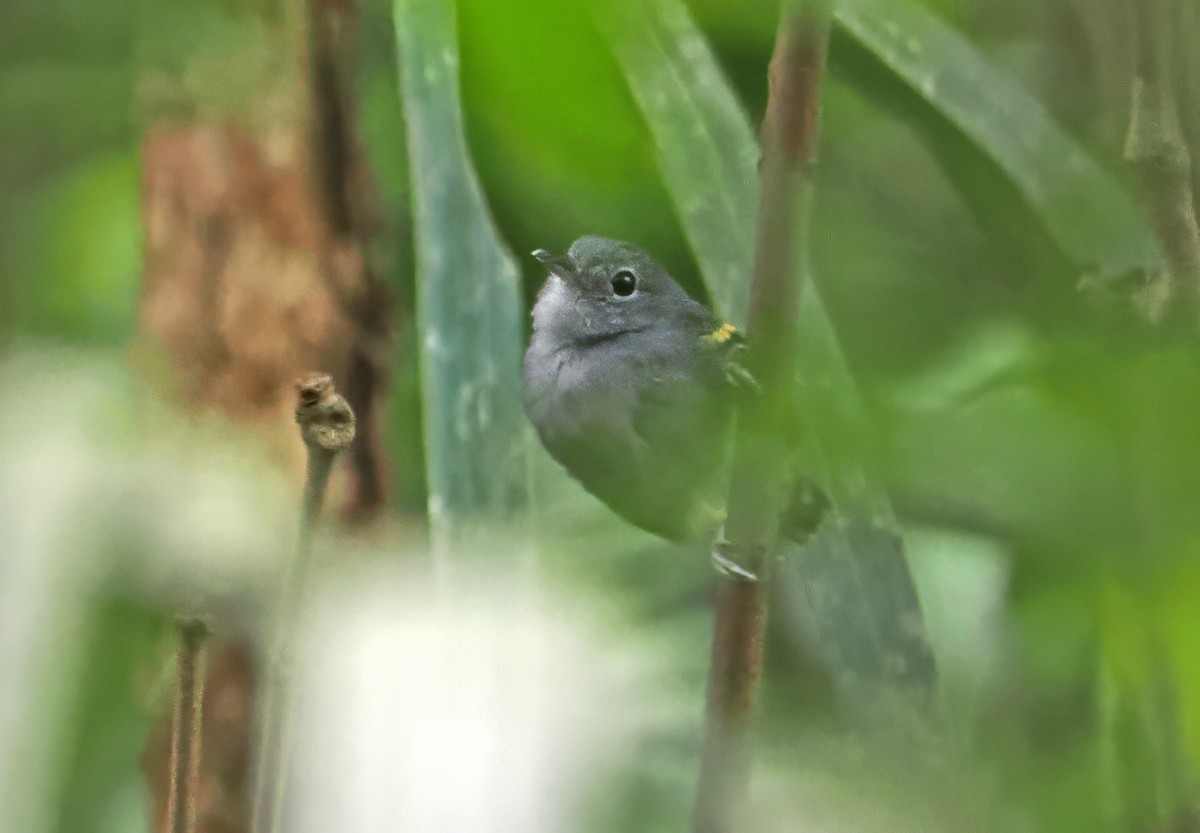 Rufous-bellied Antwren - ML647400660