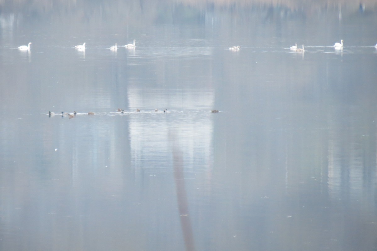 Mallard - ML647400661