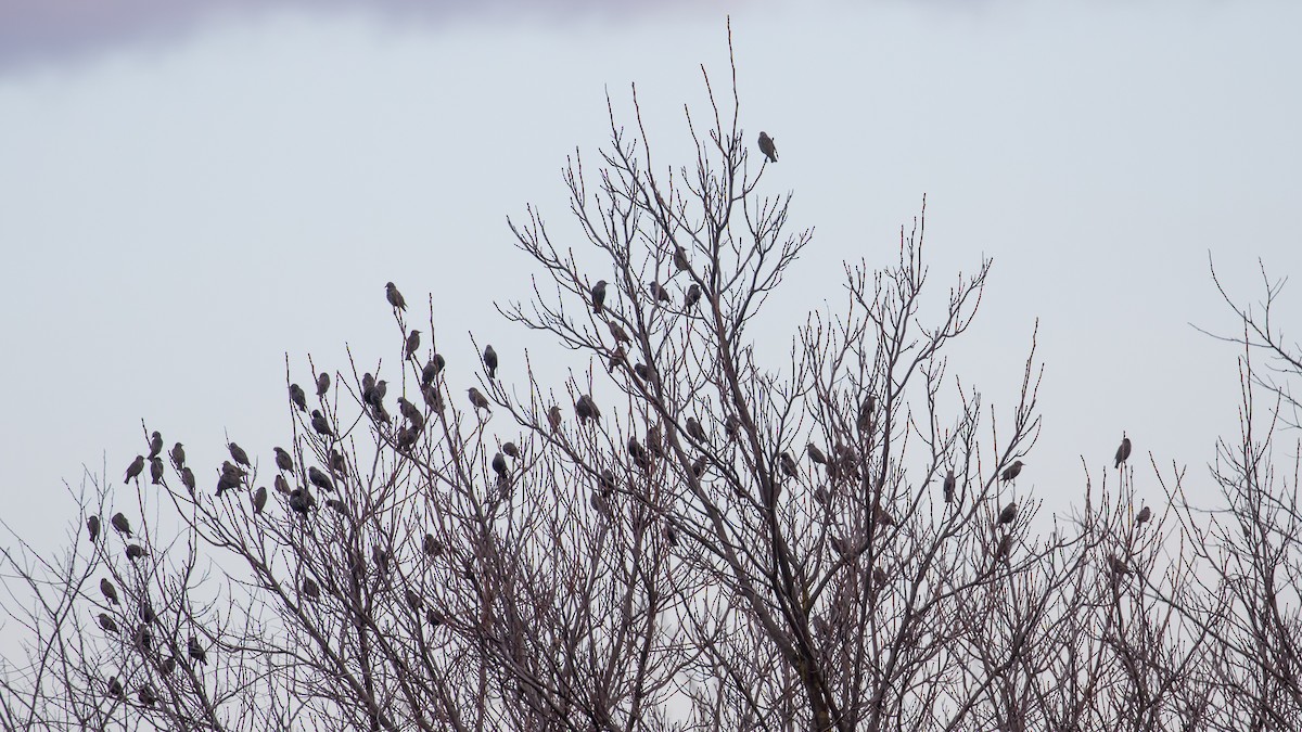 European Starling - ML647400662