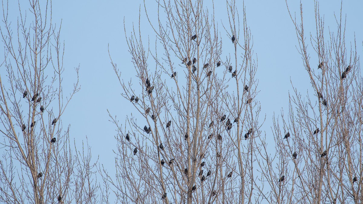 European Starling - ML647400663