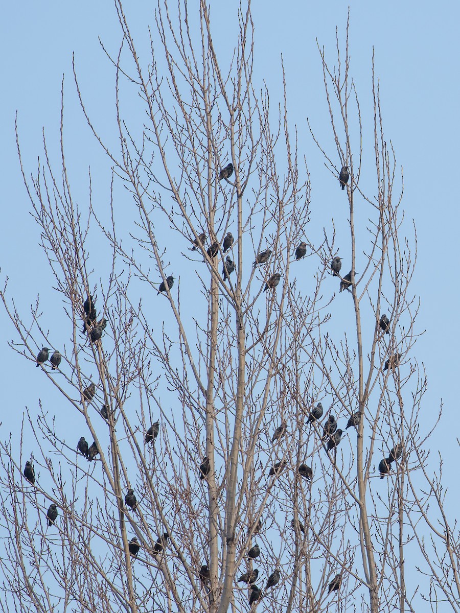 European Starling - ML647400664