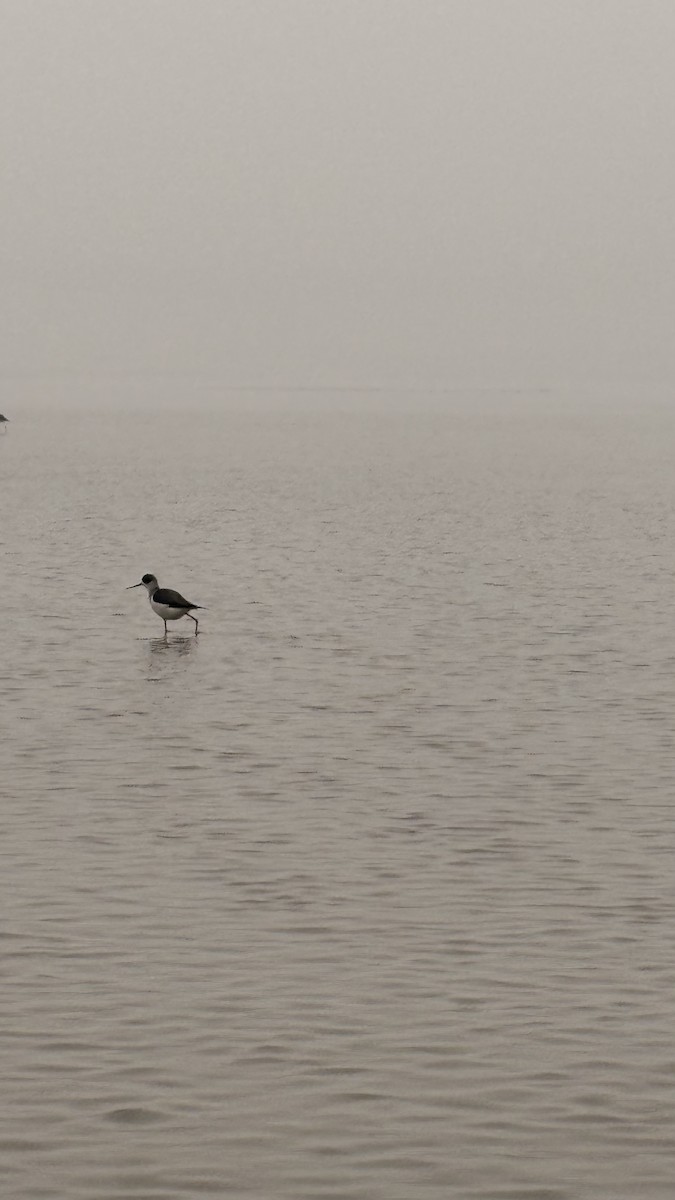 Black-winged Stilt - ML647400666