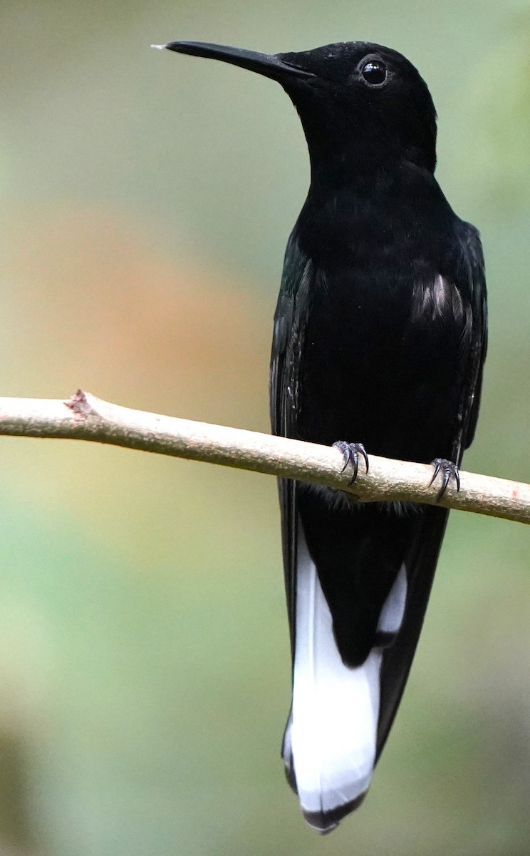 Black Jacobin - ML647400667