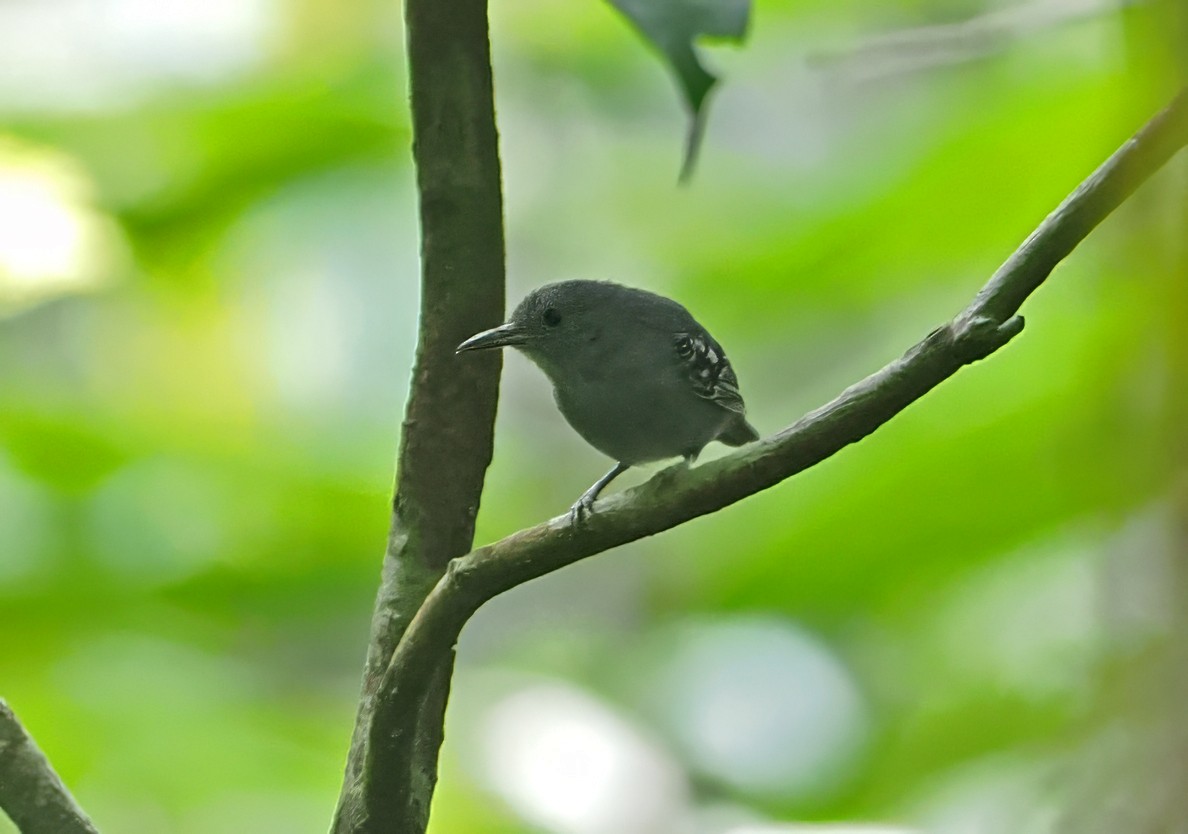 Gray Antwren - ML647400668