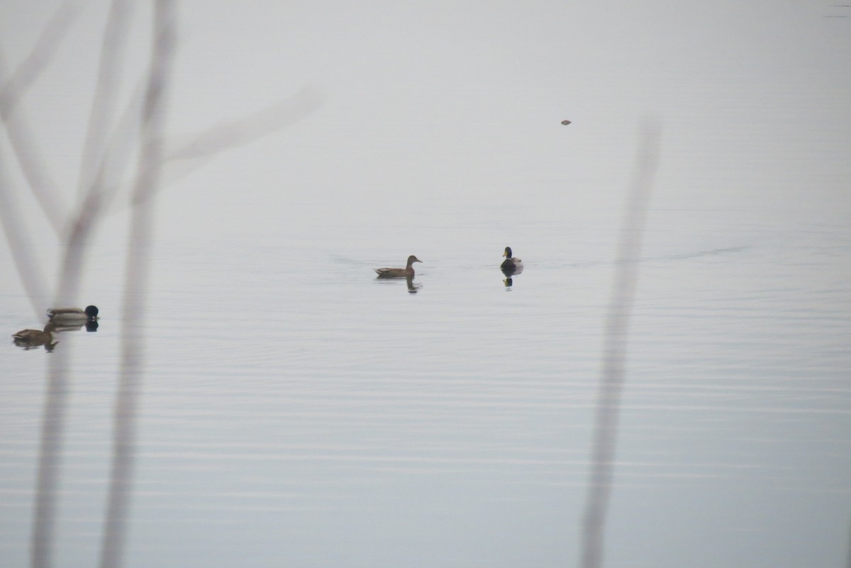 Mallard - ML647400669