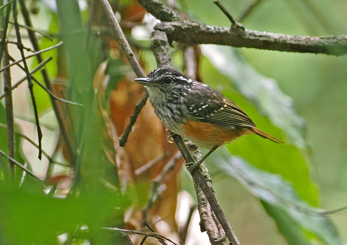 Guianan Warbling-Antbird - ML647400670