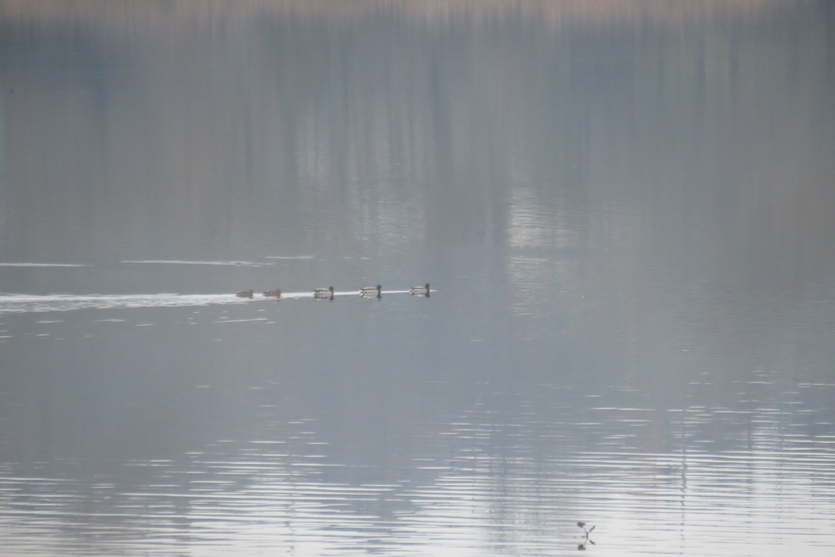 Mallard - ML647400671